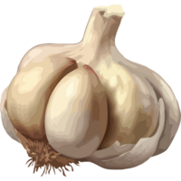 Fresh organic garlic, ripe vegetable icon isolated png