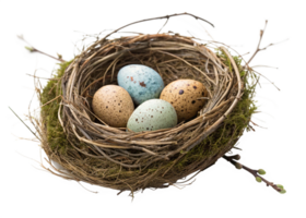 Birds Nest with Three Speckled Eggs, Spring Branches, Abstract Background png