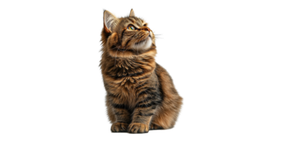 Fluffy brown cat sitting and looking up isolated on transparent background png
