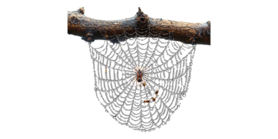 Spider on intricate web spanning tree branch isolated on transparent background png