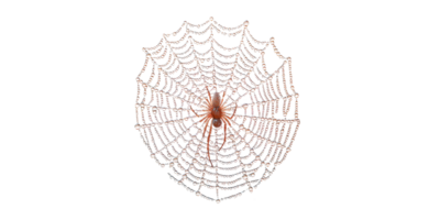 Spider on dew-covered web isolated on transparent background png