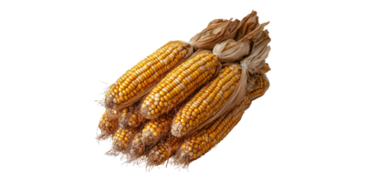 Cluster of dried corn cobs with husk isolated on transparent background png