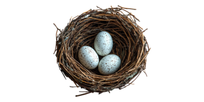 Bird nest with three speckled eggs isolated on transparent background png