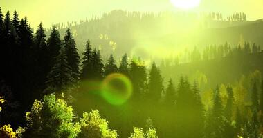 Morning sunlight filters through the forest trees in a serene landscape video