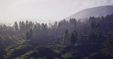 Forest recovery after wildfire with mountains in the background video