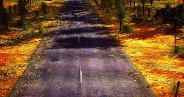 Colorful autumn landscape showcasing a deserted road surrounded by trees video