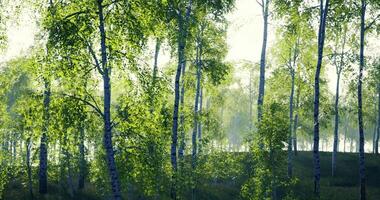 Lush green forest with sunlight filtering through dense trees during daytime video