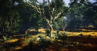 Sunlight filtering through trees in a serene forest landscape in Australia video