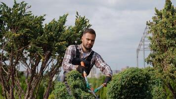 Gardener Pruning Trees with Garden Shears in the Nursery video