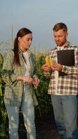 Two Farmers Analyzing Corn Quality in Field with Clipboard at Sunset video