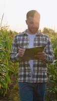 Farmer Inspecting Corn in Field at Sunset with Clipboard in Hand video