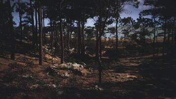 Forest landscape under moonlight with ocean view in the background video