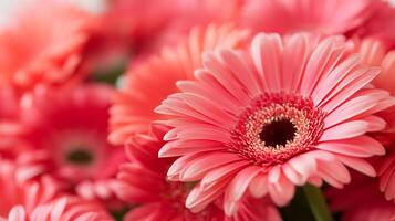 Vibrant Pink Gerbera Daisies Close Up with Soft Focus Background photo