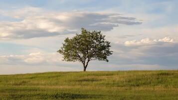 Lone Tree in Lush Field with Expansive Sky and Wispy Clouds Capturing Solitude and Serenity photo