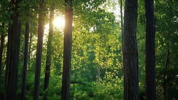 Sunlit forest scene with tall lush trees in serene green landscape nature peace and tranquility photo