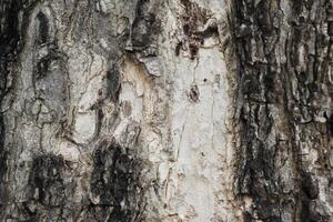 Old tree bark structure photo