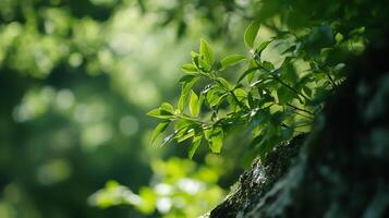 Lush Green Foliage with Sunlight Filtering Through Creating a Tranquil and Refreshing Forest Scene photo