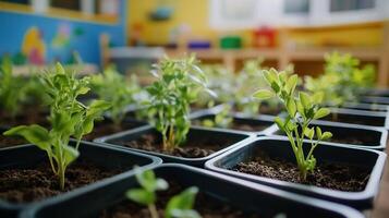 Vibrant Young Plants in Small Pots Arranged in Rows Inside a Colorful Classroom Setting photo