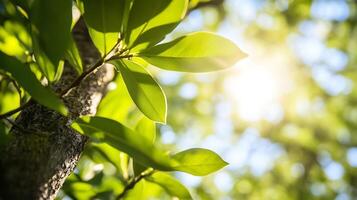 Sunlight Filtering Through Green Leaves on a Tree in Springtime photo