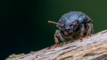Macro Image of Black Beetle on Tree Branch Offering Colorful Detail and Texture photo