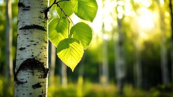 Sunlit Summer Scene of Birch Tree with Fresh Leaves in a Idyllic Forest Setting photo