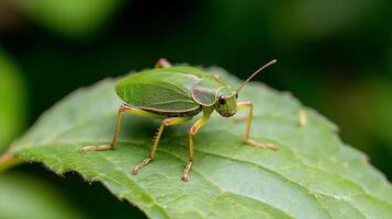 Green Shield Bug Resting on a Leaf in Nature Macro Photography photo