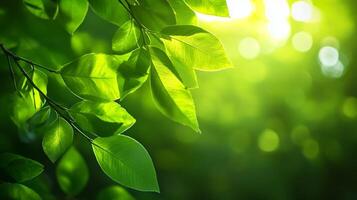 Sunlit Green Leaves with Soft Focus Background Creating a Tranquil Nature Scene photo