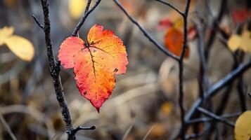 Vibrant Orange Autumn Leaf on Branch with Blurred Forest Background Depth of Field photo