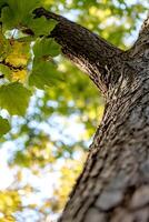 Looking up from base of tree showcasing textured bark and green leaves basking in sunlight photo