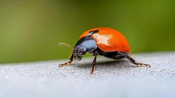 High Definition Image of a Bright Red Beetle On Outdoor Surface Exploring Its Environment photo