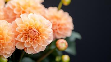 Cluster of peach dahlias with intricate petal patterns and dark background photo