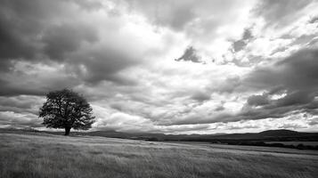 Solitary Tree in Expansive Field with Dramatic Clouds in Black and White Photography photo