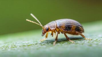 Small Beetle on Leaf Showcasing the Beautiful Patterns and Texture of Its Shell photo