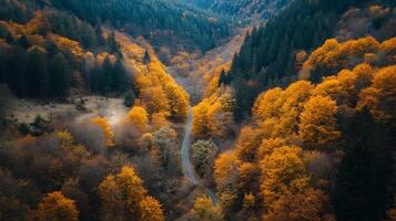 Dramatic Forest Path in Autumn With Vibrant Orange Trees Creating a Scenic Journey photo