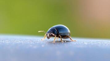 Macro Photography of Black Beetle on Smooth Surface with Blurred Background photo