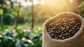 Rustic Hessian Sack of Coffee Beans with Sunlit Leafy Green Background for Rustic Charm photo
