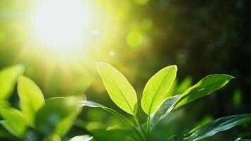 Sunlit close-up of fresh green leaves with soft sunlight rays symbolizing new beginnings and growth photo
