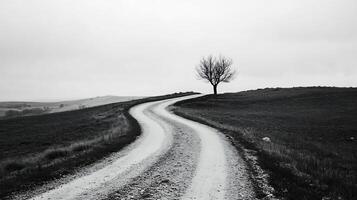 Lonely Tree on a Winding Path Through Vast Empty Landscapes in Monochrome photo