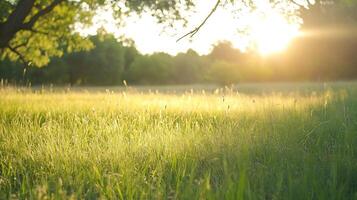 Tranquil Sunlit Grass Field at Sunset with Soft Bokeh Effect photo