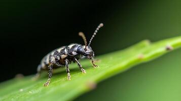 Macro Photography of Small Beetle on Leaf with Detailed Texture and Pattern photo