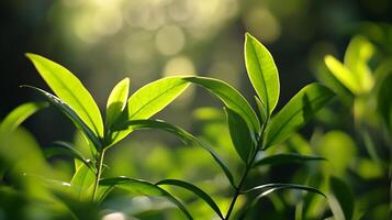Sunlit Green Leaves with Bokeh Background in a Tranquil Forest Setting photo