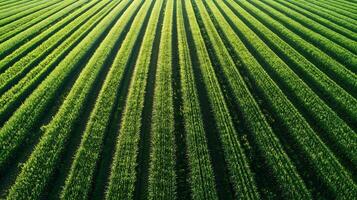 Aerial View of Green Agricultural Fields with Repetitive Patterns and Clear Blue Skies photo