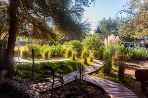 a wooden pathway in a garden with a bench and a tree photo