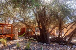 Beautiful resort garden with rocks and dry trees in the Atacama Desert photo