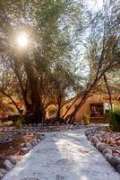 a pathway with rocks and trees photo
