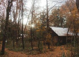 Forest with dry trees in autumn weather photo