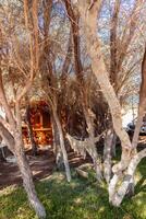 a tree with a hammock in it photo