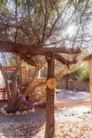 a tree with a hammock hanging from it photo