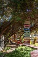 a tree with a hammock hanging from photo