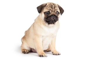 Pug dog isolated on a white background photo